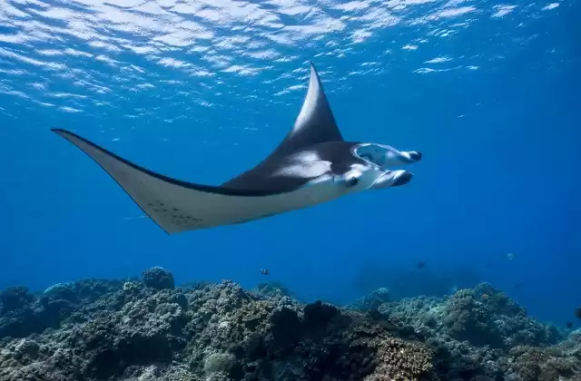 Canales de rayas manta