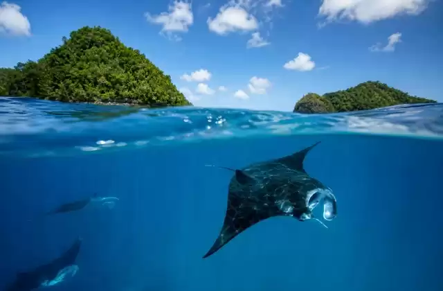 Canales de rayas manta