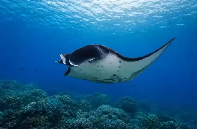 Canales de rayas manta