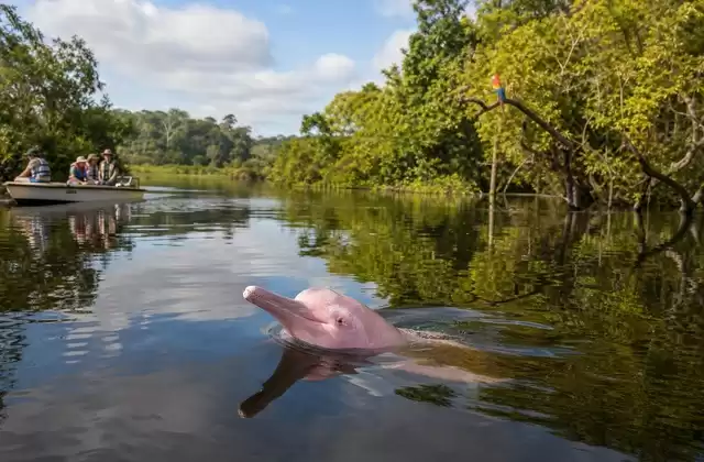Pacaya-Samiria